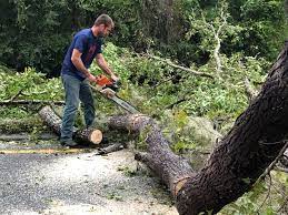 Reliable Point, TX Tree Services Solutions