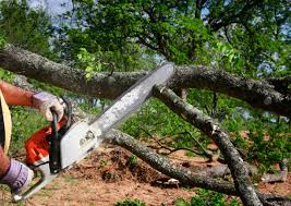 Leaf Removal in Point, TX