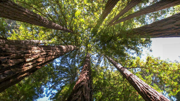 How Our Tree Care Process Works  in  Point, TX