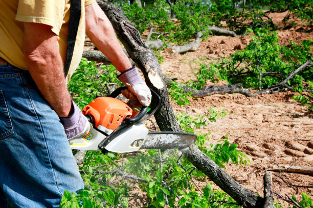 Best Tree Removal  in Point, TX